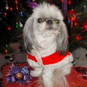 ❤️ Dog Santa Top Small